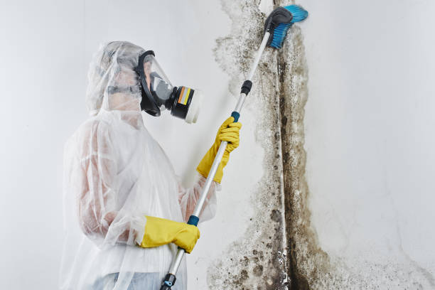 Best Office Mold Removal Services  in Deland, FL