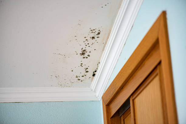 Best Commercial Mold Removal  in Deland, FL